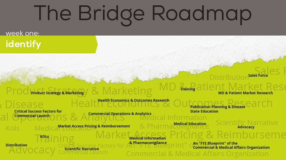 Bridge Roadmap Week 1